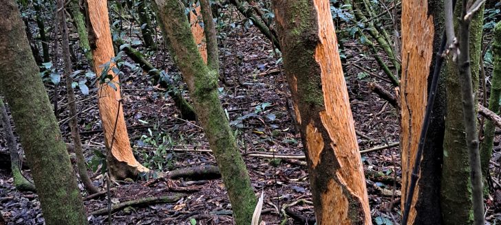 Damaged trees- 2024 - © wainuiomata.net