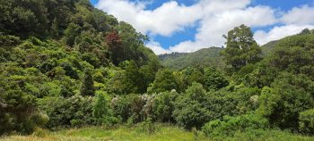 Catchpool Valley - 2025 - © wainuiomata.net