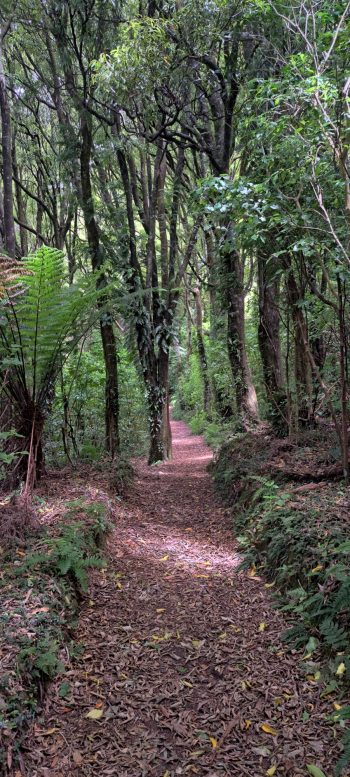 Nga Taonga Nature Walk in Wainuiomata - 2025 - © wainuiomata.net