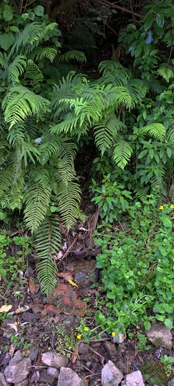 Fallen abutment bricks - 2026 - © wainuiomata.net