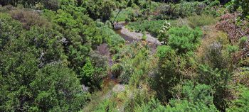 Grace's Stream in Wainuiomata - 2025 - © wainuiomata.net