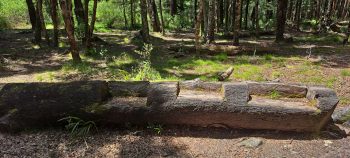 Old log seat at abandoned Grace's Stream Campsite in Wainuiomata - 2025 - © wainuiomata.net