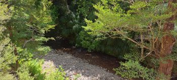 Grace's Stream next to old camp site in Wainuiomata - 2025 - © wainuiomata.net