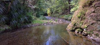 Grace's Stream next to old camp site in Wainuiomata - 2025 - © wainuiomata.net