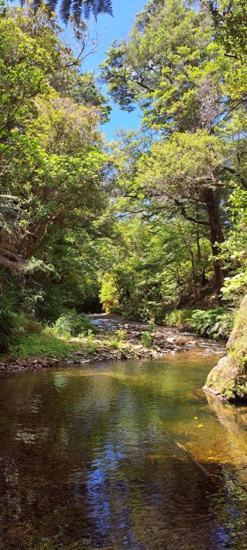 Grace's Stream next to old camp site in Wainuiomata - 2025 - © wainuiomata.net
