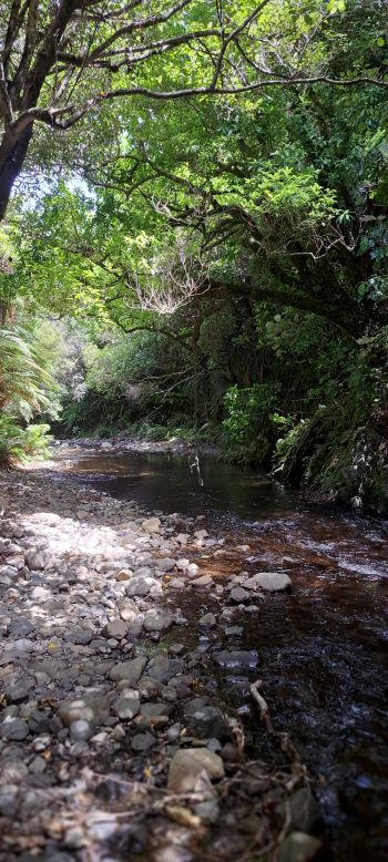 Grace's Stream in Wainuiomata - 2025 - © wainuiomata.net