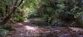 Grace's Stream and rope swing at old camp site in Wainuiomata - 2025 - © wainuiomata.net