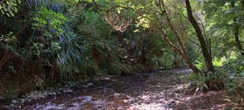 Grace's Stream next to old camp site in Wainuiomata - 2025 - © wainuiomata.net