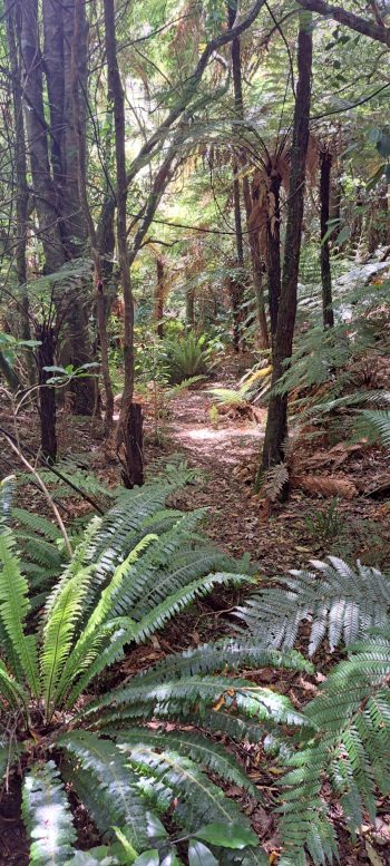 Bush near Grace's Stream - 2025 - © wainuiomata.net