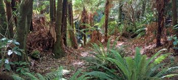 Bush near Grace's Stream - 2025 - © wainuiomata.net