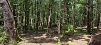 Old Grace's Stream campsite area - 2025 - © wainuiomata.net