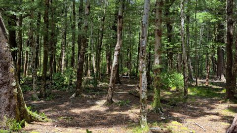 Old Grace's Stream campsite area - 2025 - © wainuiomata.net