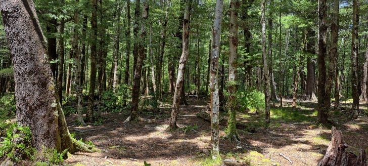 Old Grace's Stream campsite area - 2025 - © wainuiomata.net