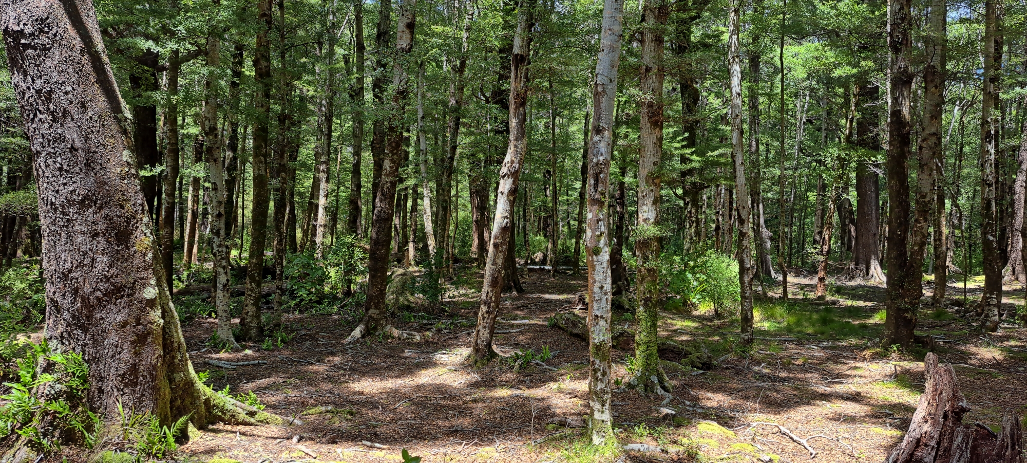 Old Grace's Stream campsite area - 2025 - © wainuiomata.net