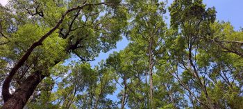 Beech Canopy - 2025 - © wainuiomata.net