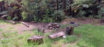 Abandoned Grace's Stream campsite - 2025 - © wainuiomata.net