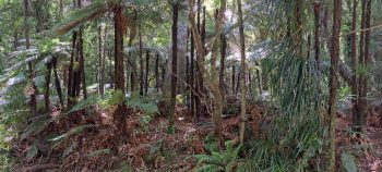 Bush next to Grace's Stream - 2025 - © wainuiomata.net