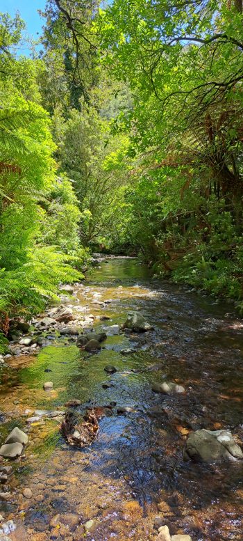 Grace's Stream in Wainuiomata - 2025 - © wainuiomata.net