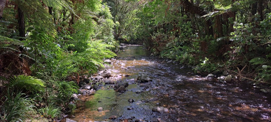 Grace's Stream in Wainuiomata - 2025 - © wainuiomata.net