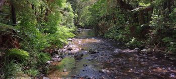 Grace's Stream in Wainuiomata - 2025 - © wainuiomata.net