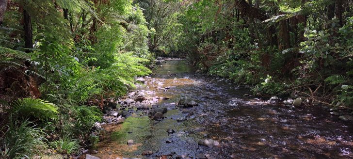 Grace's Stream in Wainuiomata - 2025 - © wainuiomata.net