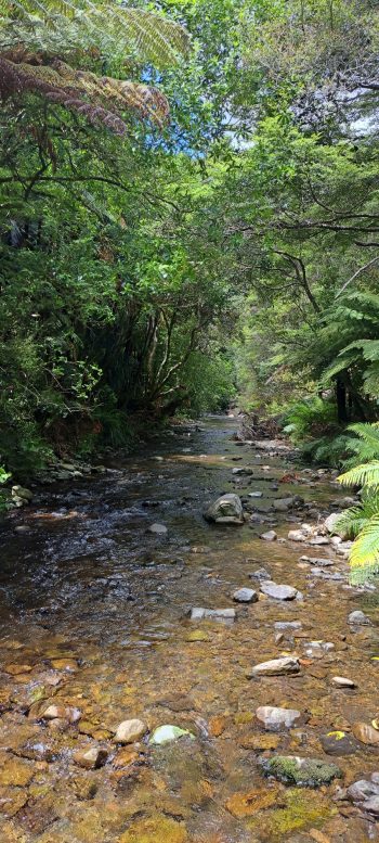 Grace's Stream in Wainuiomata - 2025 - © wainuiomata.net