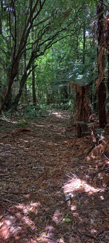 Old track near Grace's Stream - 2025 - © wainuiomata.net