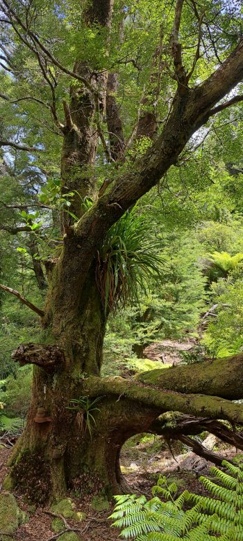 Large tree near Grace's Stream - 2025 - © wainuiomata.net