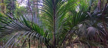 Nikau Palm near Grace's Stream - 2025 - © wainuiomata.net