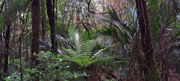 Bush near Grace's Stream - 2025 - © wainuiomata.net