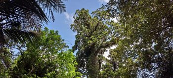 Bush canopy near Grace's Stream - 2025 - © wainuiomata.net