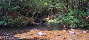 Tributary flowing into Grace's Stream in Wainuiomata - 2025 - © wainuiomata.net