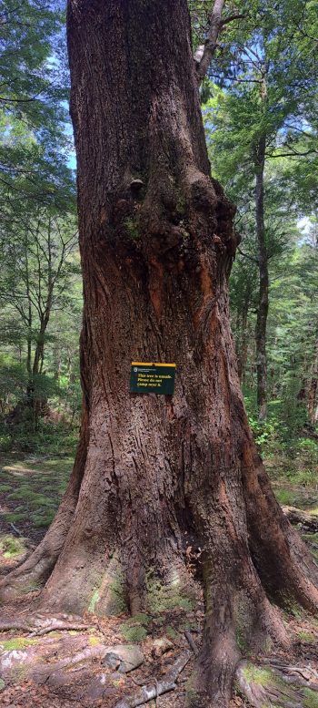 Doc sign in the abandoned Grace's Stream Campsite - 2025 - © wainuiomata.net
