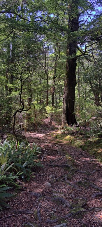 Small track near Grace's Stream - 2025 - © wainuiomata.net