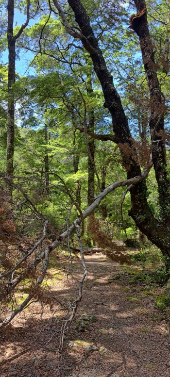 FIve Mile Loop Track in Wainuiomata - 2025 - © wainuiomata.net