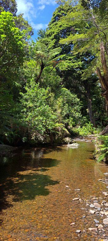 Grace's Stream near Five Mile Loop Track in Wainuiomata - 2025 - © wainuiomata.net