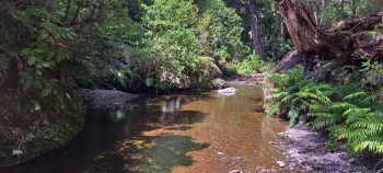 Grace's Stream near Five Mile Loop Track in Wainuiomata - 2025 - © wainuiomata.net