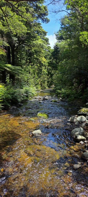 Grace's Stream near Five Mile Loop Track in Wainuiomata - 2025 - © wainuiomata.net