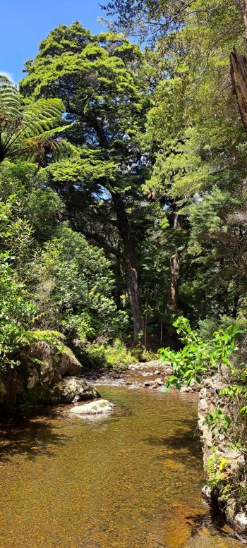 Grace's Stream near Five Mile Loop Track in Wainuiomata - 2025 - © wainuiomata.net