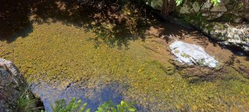 Grace's Stream near Five Mile Loop Track in Wainuiomata - 2025 - © wainuiomata.net