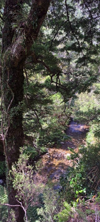 Grace's Stream from the Five Mile Loop Track in Wainuiomata - 2025 - © wainuiomata.net