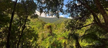 View from the Five Mile Loop Track in Wainuiomata - 2025 - © wainuiomata.net