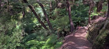 Five Mile Loop Track in Wainuiomata - 2025 - © wainuiomata.net