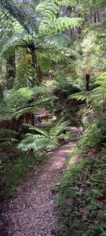 Five Mile Loop Track in Wainuiomata - 2025 - © wainuiomata.net