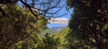 Clay Ridge as seen from the Five Mile Loop Track - 2025 - © wainuiomata.net
