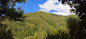 Hill as seen from the Five Mile Loop Track - 2025 - © wainuiomata.net