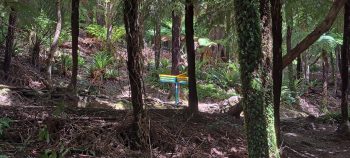 Five Mile Loop Track with Orongorongo Track in view - 2025 - © wainuiomata.net