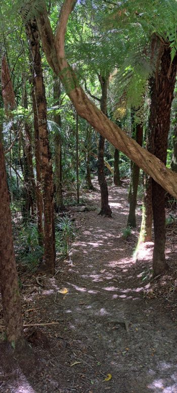 Ōrongorongo Track - 2025 - © wainuiomata.net
