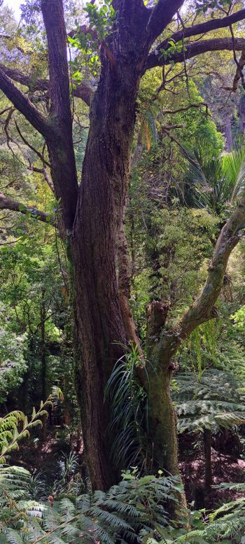 View from the Ōrongorongo Track - 2025 - © wainuiomata.net