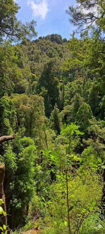 View from the Ōrongorongo Track - 2025 - © wainuiomata.net